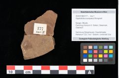 Foto (Objekt + Etikett) von Glyptostrobus europaeus Brongniart (NHMW-GEO-2024-0188-0177)